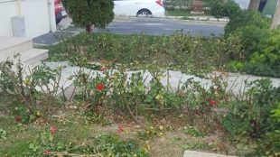 GÜL BUDAMALARI VE AĞAÇ BAKIMLARI TAMAMLANDI